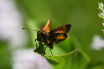 butterfly on a green leaf