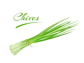 Vector illustration, bunch of fresh Chives, scientific name Allium schoenoprasum, isolated on a white background. - obrazy, fototapety, plakaty