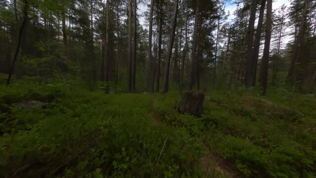 fpv drone shot in the dark green forest flying close between trees 