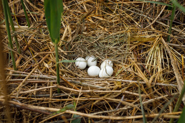 Obraz premium Nesting western marsh harrier, Circus aeruginosus. White eggs in nest built from stems in reed. Bird of prey nesting season in wildlife nature. Harrier in natural habitat. Predator breeding season.