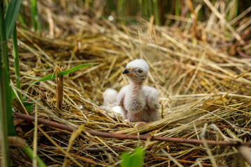 Fluffy harrier chicks waiting for feed. Western marsh harrier cubs, Circus aeruginosus, in nest built in reed. Bird of prey nesting in wildlife nature. Harrier in natural habitat. Breeding season.