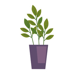 houseplant in purple pot