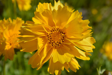 Coreopsis grandiflora Sunburst flower, also known as tickseed,