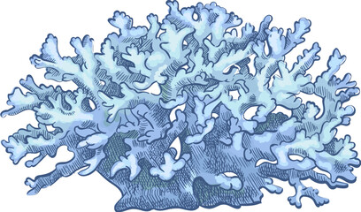 Blue reef coral © Tartila