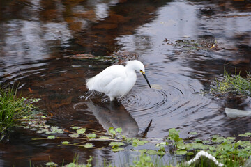 The great egret, also known as the common egret, large egret, or great white egret or great white heron, 6