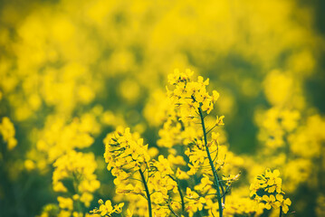 Rapeseed spring flowers