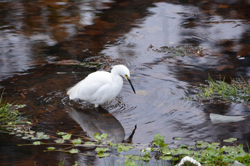 The great egret, also known as the common egret, large egret, or great white egret or great white heron	