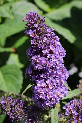 close up of lilac flowers