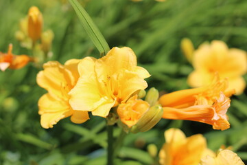 Fototapeta na wymiar yellow flower in the garden