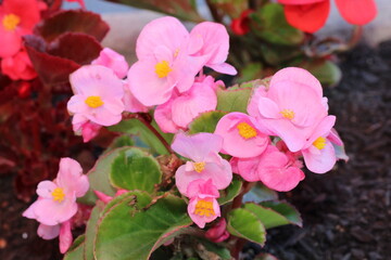 pink flowers in the garden