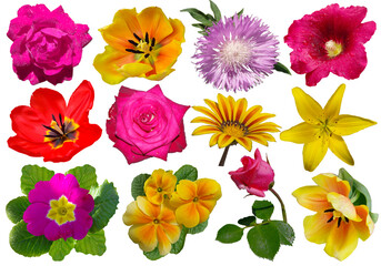 collection of flowers of different colors and shapes isolated on white background.