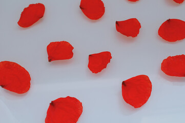 delicate red poppy flower petals laid out in a pattern on