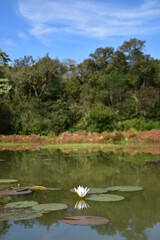 aquatic plant, water, lake, river, landscape, nature, sky, tree, trees, pond, clouds, forest, boat, green, park, reflection, summer, bird, animal, grass, travel, countryside, duck