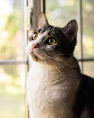 Cat on window in sunlight