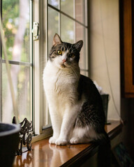 Cat on window in sunlight