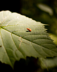Macro leaf shot
