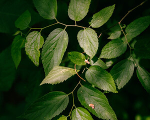 Leaves in sunlight 