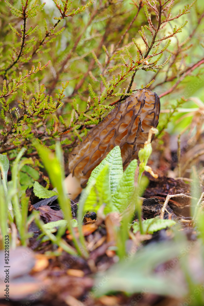 Sticker edible morel mushroom outside in the garden.