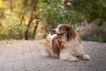 Smiling dog in the park