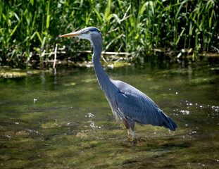 Close-up of a great blue heron fishing on a river