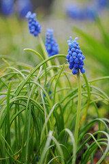 Blue bluebell flowers outside on a plant.
