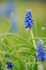 Blue bluebell flowers outside on a plant.