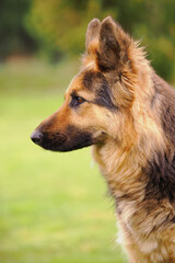 German Shepherd Dog portrait side view.