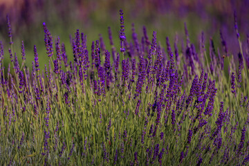 Fototapeta premium Lavender field in bloom ready for harvest on a farm in Vacaville Northern California, near San Francisco