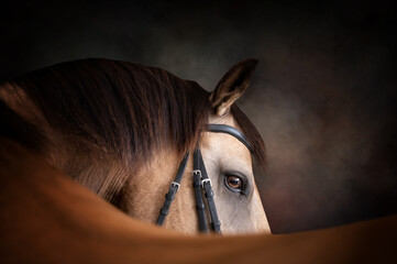 Portrait of a buckskin horse wearing a bridle looking over its back with a painterly background - Powered by Adobe