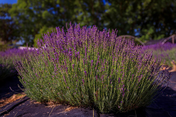 Obraz premium Lavender field in bloom ready for harvest on a farm in Vacaville Northern California, near San Francisco