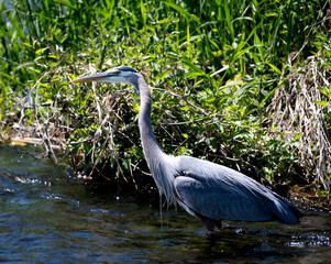 Close-up of a great blue heron on a river with foliage in the foreground