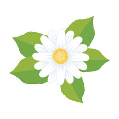 flower daisy with leafs