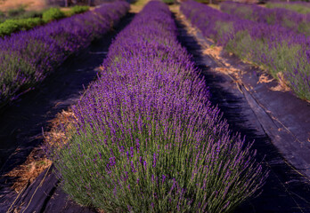Lavender field in bloom ready for harvest on a farm in Vacaville Northern California, near San...