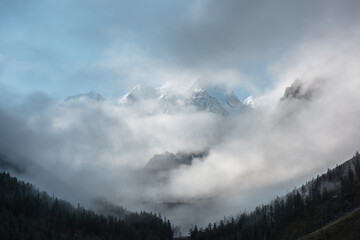 Forest silhouette under snow castle in low clouds. Pointy fir tops under high snowy mountains in thick clouds. Big air castles float in gantly cloudy sky. Large snow mountain in clearance of dense fog
