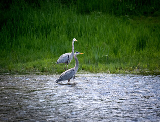 Great blue herons wading in a river