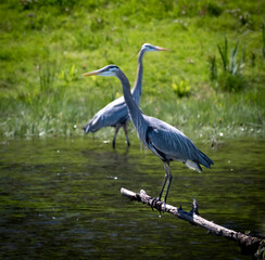 Great blue herons on a river perched and wading