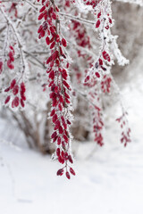 Close-up of branches with berberis covered with snow with blurry tree twigs and snow in background in daytime. Gathering healthy berries in winter. Folk medicine.