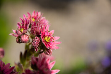 Close up of the little flowers with red leaves and yellow in the middle from the Mountain Houseleek.