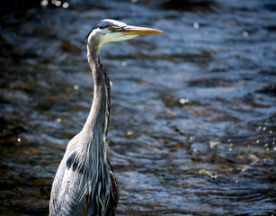 Close-up of a great blue heron on a river neck extended