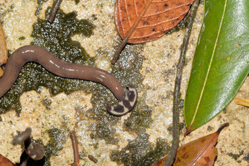 The hammerhead worm (Bipalium sp.) - obrazy, fototapety, plakaty