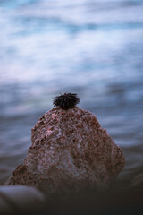 urchins in beach