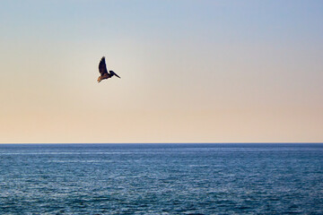 pelican flying over the pacific ocean at sunset with a blue sky on puerto vallarta jalisco
