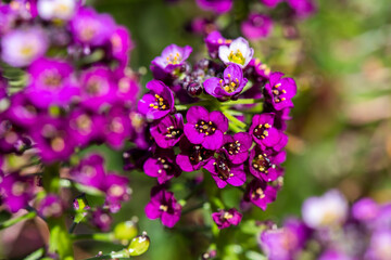 Obraz premium Vibrant Lobularia maritima (Alyssum maritimum) flowers