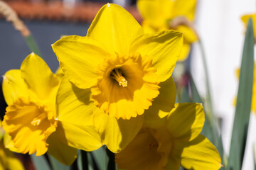 Yellow narcissus, known as daffodil or jonquil