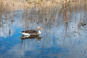 A goose swimming in a pond, with his reflection in the water