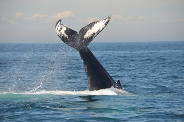 humpback tail