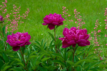 Pink peonies in the park on a background of green grass
