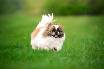Pies rasy pekińczyk biega po trawie 
