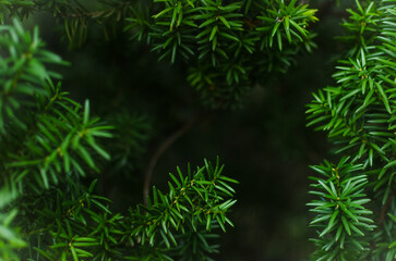 Fototapeta na wymiar Juicy greens. Needles on Christmas tree branches,