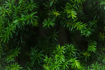 Juicy greens. Needles on Christmas tree branches,